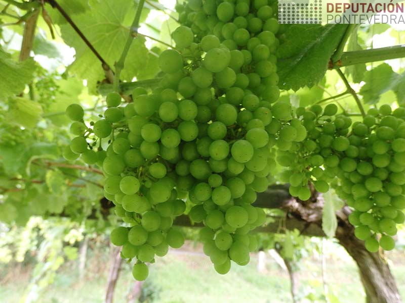 Meteoroloxia favorece crecemento acios Meteoroloxia favorece crecemento acios