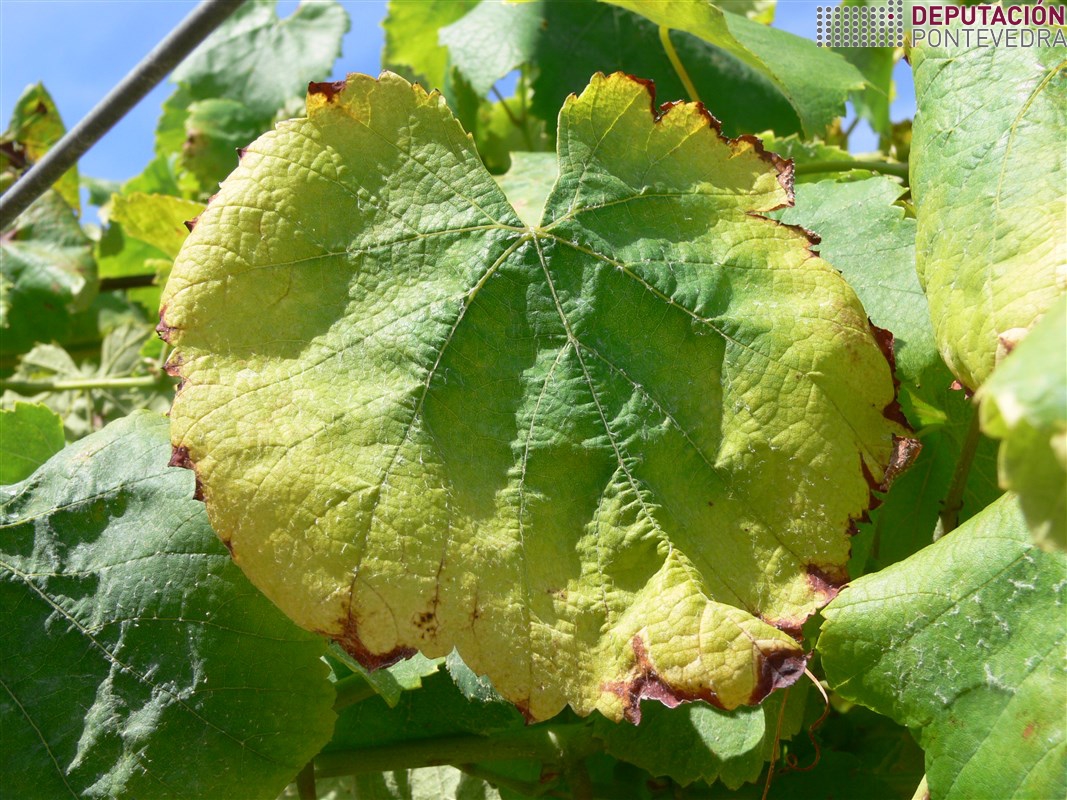 Fisiopatia_estres hidrico_3 Fisiopatia_estres hidrico_3