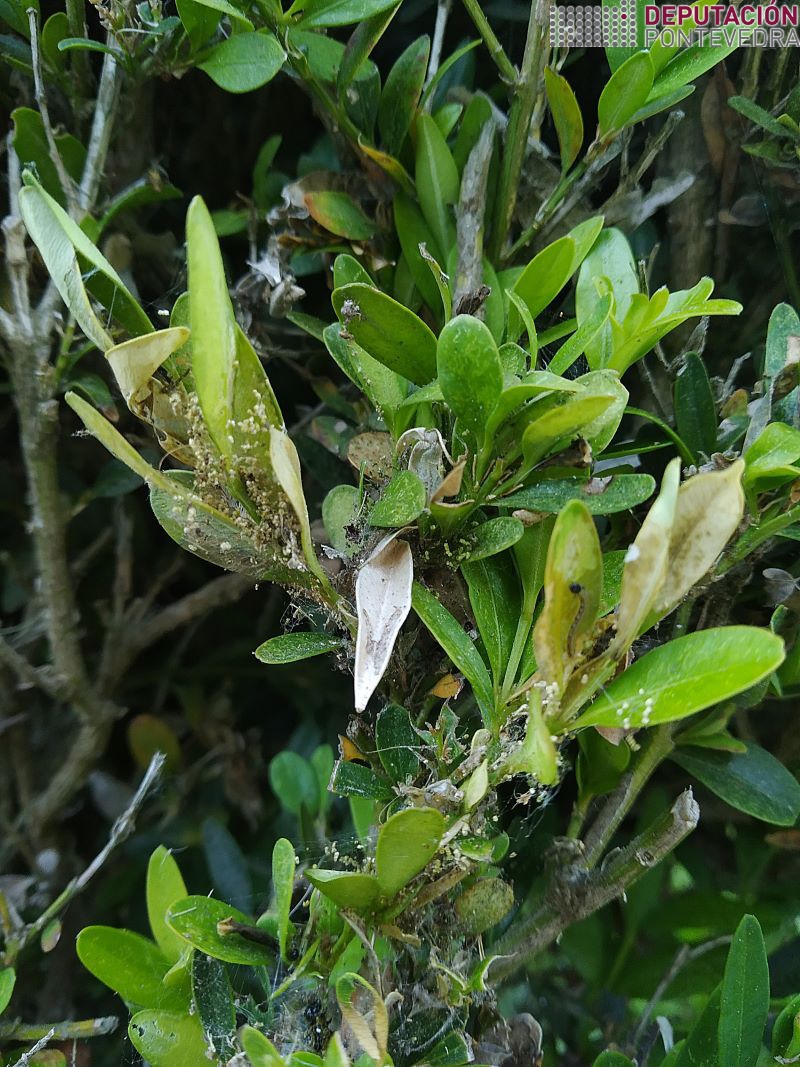 20220706_Danos de Cydalima