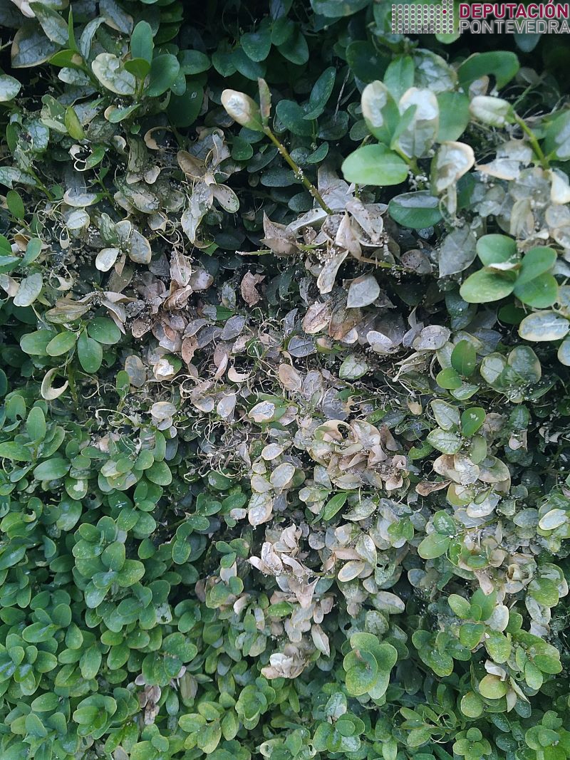 20220706_Parte de sebe bo ataque Cydalima