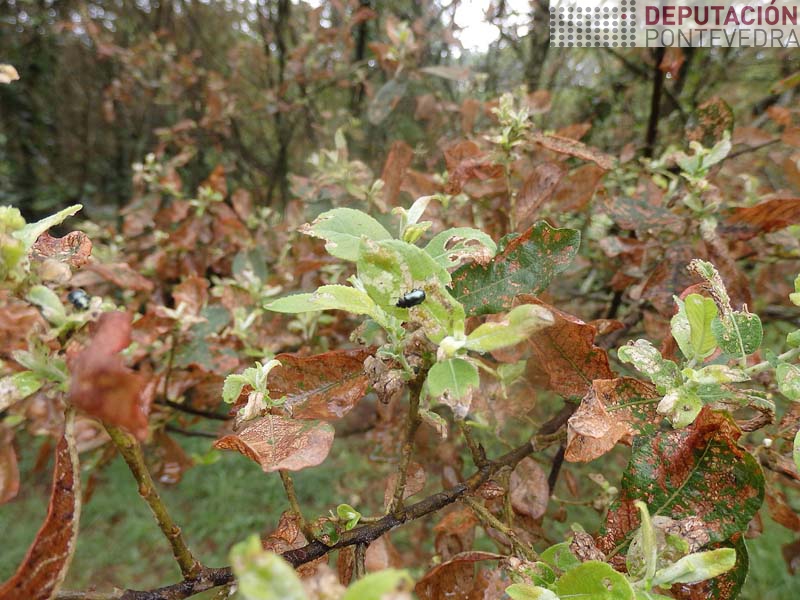 Adulto crisomélido en follas terminais salgueiro Adulto crisomélido en follas terminais salgueiro