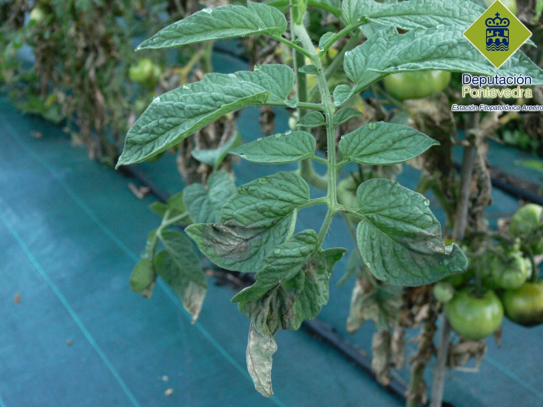 Manchas de mildiu en planta de tomate