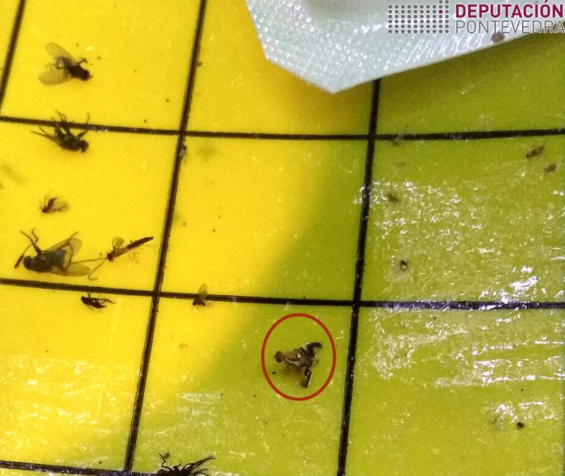 20220714_Primeiro adulto mosca casca da noz