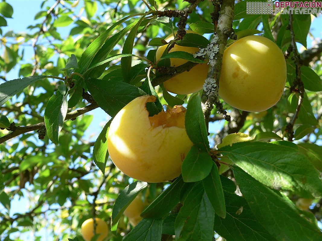 DanÌ¿os por pajaros en ciruela