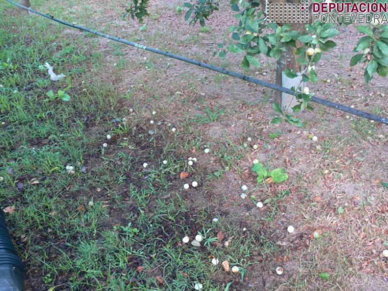 Froitos de mirabel no solo son fonte de contaminacion