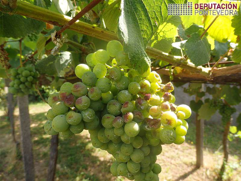 20200708_Golpes sol cada vez mais frecuentes ata en parra 20200708_Golpes sol cada vez mais frecuentes ata en parra