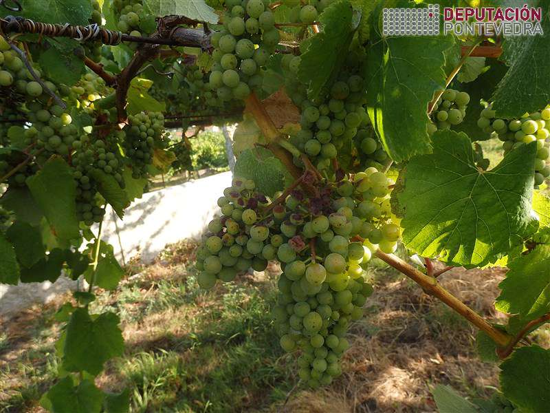 20200721_Este sol provoca moito golpe de sol 20200721_Este sol provoca moito golpe de sol