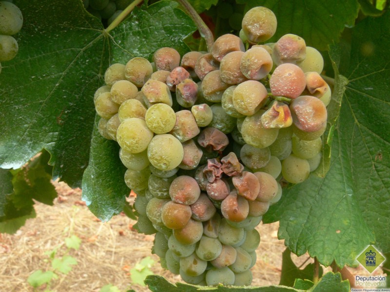 Detalle do acio en maduración con golpe de sol