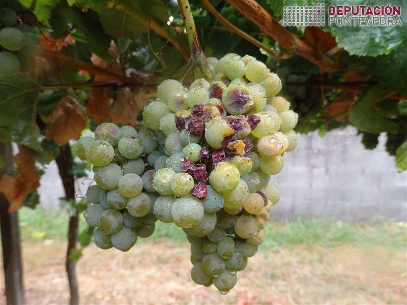 Golpe de sol en acio albariño exposto Golpe de sol en acio albariño exposto