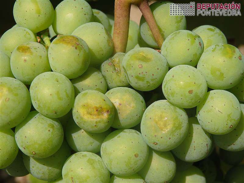 Sintomas iniciais golpe de sol Albariño Sintomas iniciais golpe de sol Albariño