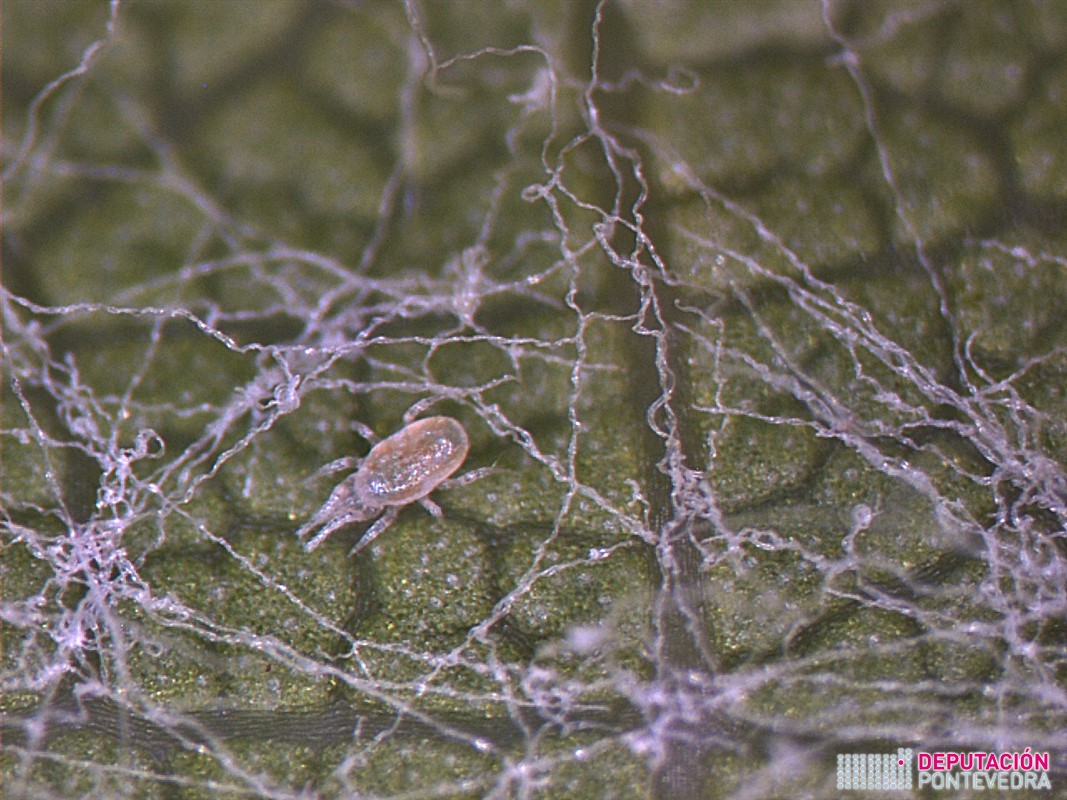 Adulto de fitoseido 63x