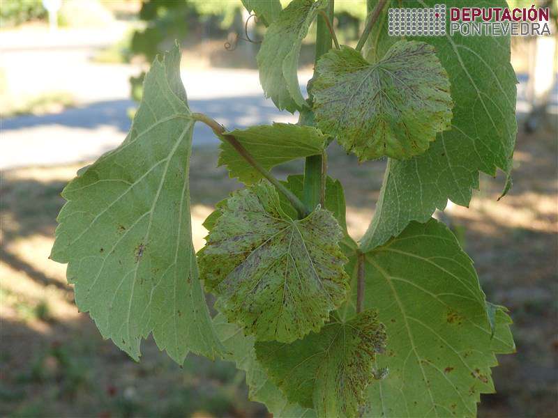 20200804_Sintomas de trips en gromo de albariño 20200804_Sintomas de trips en gromo de albariño