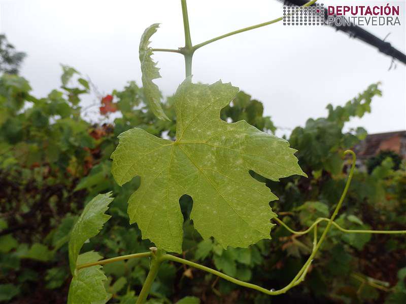 20200812_Sintoma compatible acariose precisa confirmacion laboratorio 20200812_Sintoma compatible acariose precisa confirmacion laboratorio