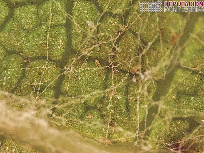 20220803_Reapareceron poboacions acariose