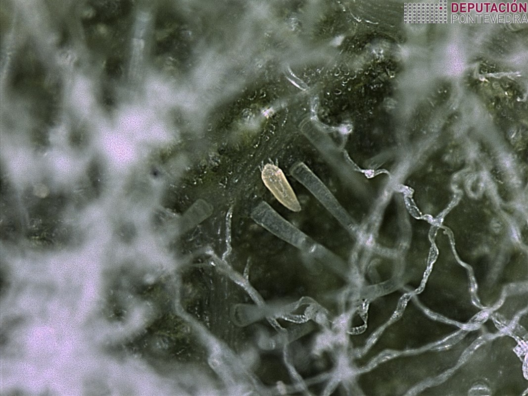 Calepitrimerus vitis_80x Calepitrimerus vitis_80x