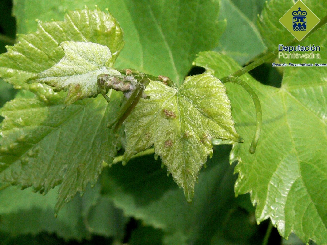 Síntomas de erinosis de generaciones estivales