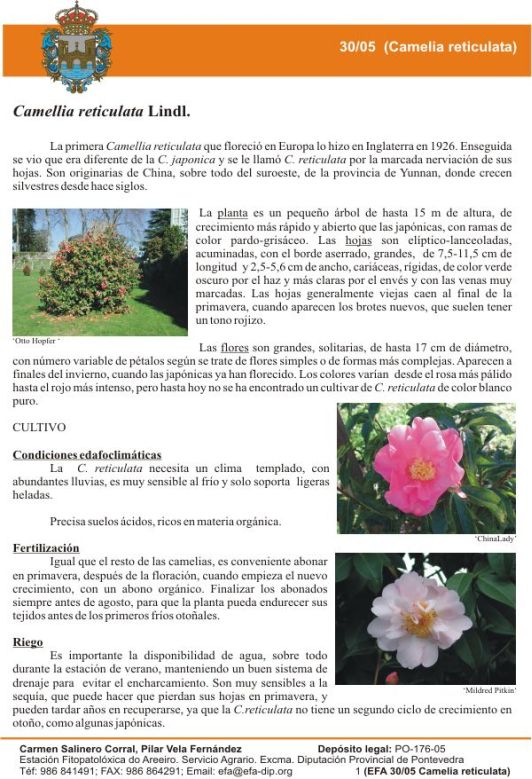 Camellia reticulata