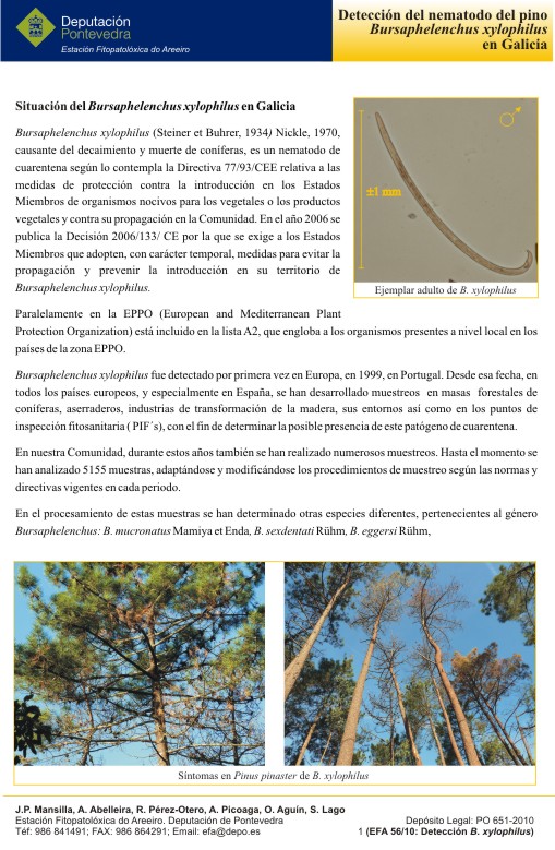 Bursaphelenchus xylophilus. Nematodo del pino
