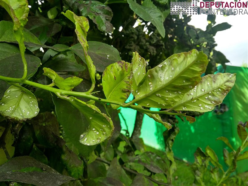 20200818_Gromos tenros citricos atraen moscas brancas e outros chupadores