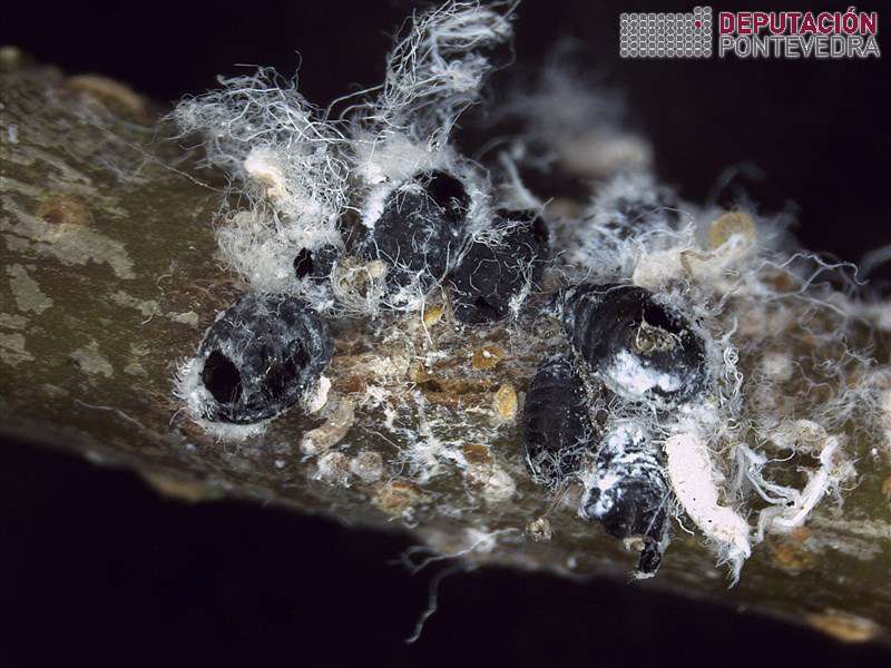 Pulgon lanixero maceira parasitado_10x Pulgon lanixero maceira parasitado_10x