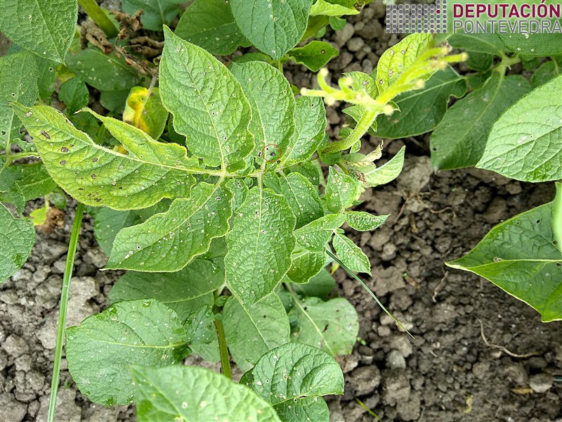 20200623_Sintomas pulguiña da pataca e insecto adulto