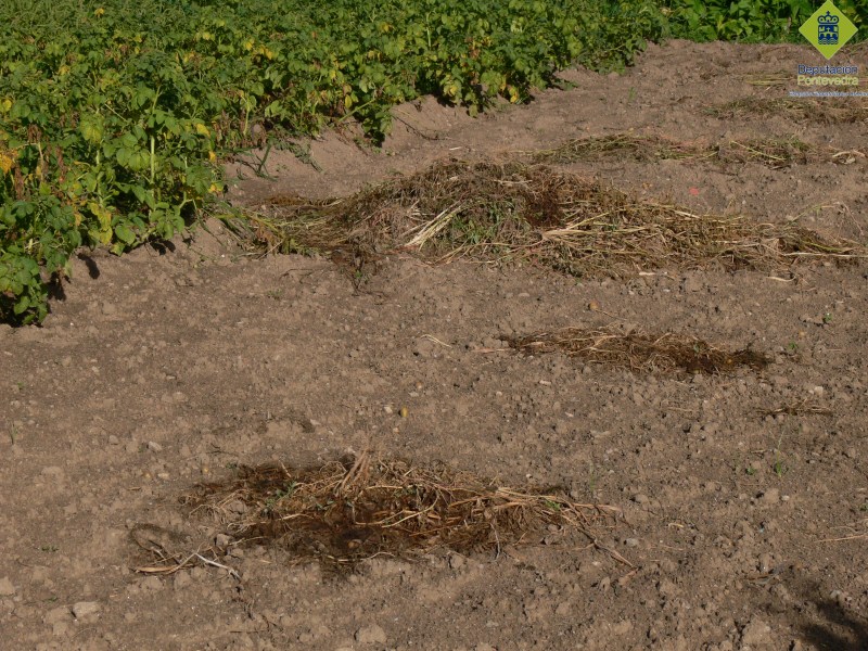 Epitrix similaris Epitrix similaris