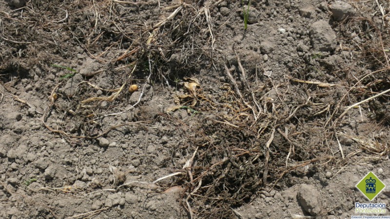 Restos do cultivo de pataca Restos do cultivo de pataca