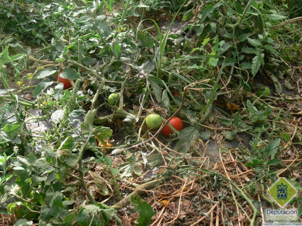 Restos de cultivo de tomateira que deben eliminarse para reducir a invernación de Tuta absoluta