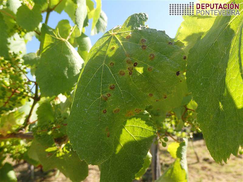 Puntualmente síntomas Janetiella oenophila O Rosal Puntualmente síntomas Janetiella oenophila O Rosal