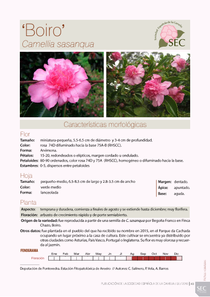 P19-19_Ficha Camelia Boiro