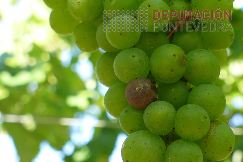 Penetracións de eirugas Lobesia favorece botrite Penetracións de eirugas Lobesia favorece botrite