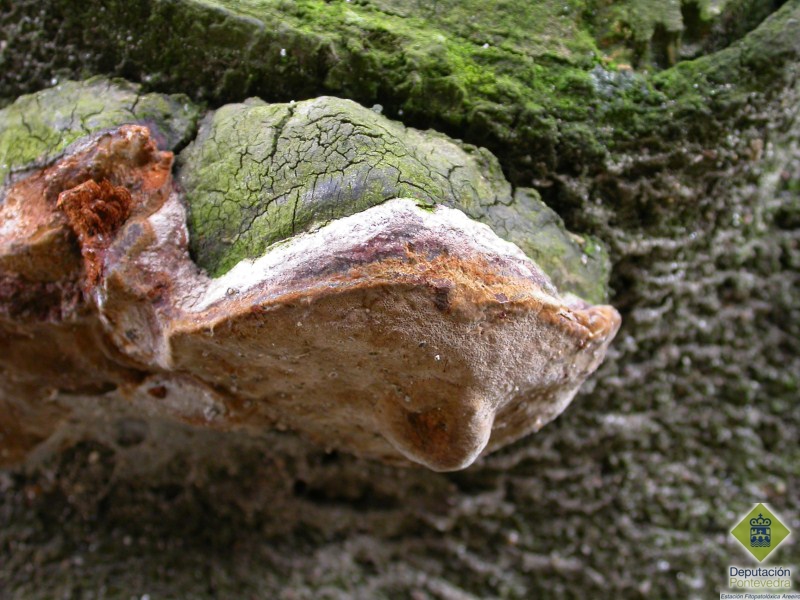 Carpóforo de Stereum Carpóforo de Stereum