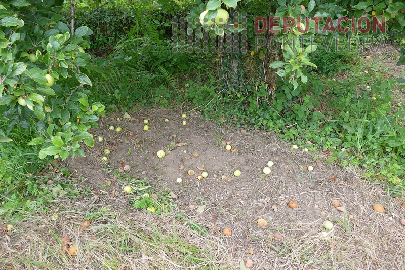 A froita caída ao solo debe ser retirada A froita caída ao solo debe ser retirada