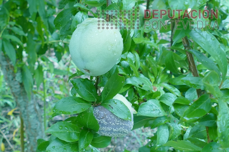 Ameixas podres nas árbores deben ser eliminadas Ameixas podres nas árbores deben ser eliminadas