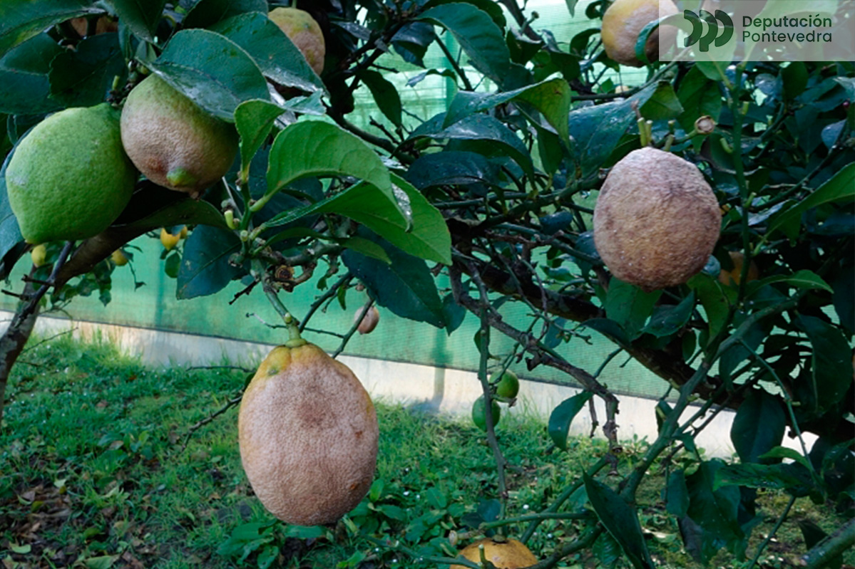 Diferentes-niveles-de-dano-de-P-hibernalis-en-limones.jpg