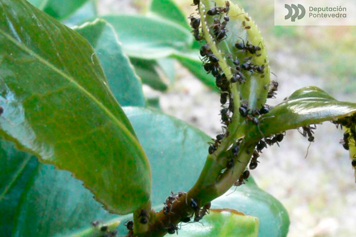 colonia-pulgon-camelia-presencia-hormigas.jpg