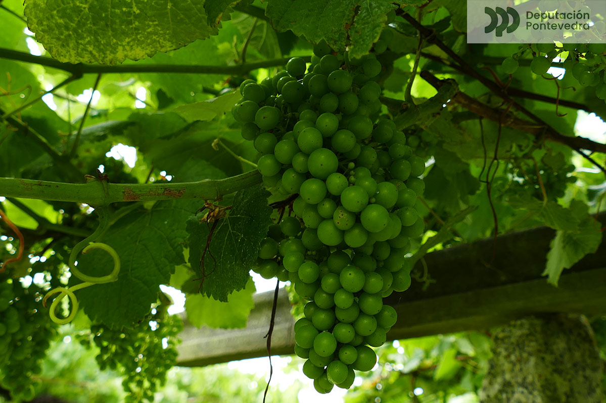 20240619 Acio en pre peche