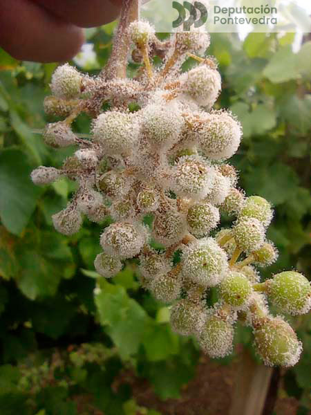 Acio de planta testemuña Acio de planta testemuña