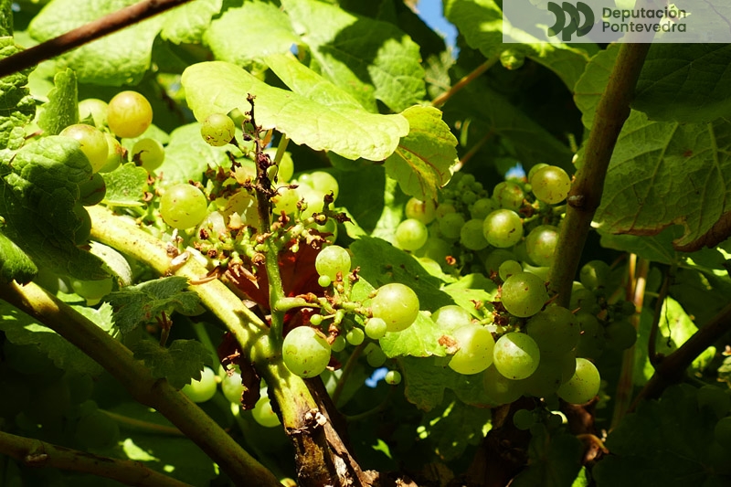 Ataque de paxaros xa en variedade temperá Ataque de paxaros xa en variedade temperá