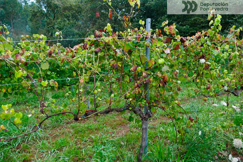 Aspecto planta testemuña Aspecto planta testemuña