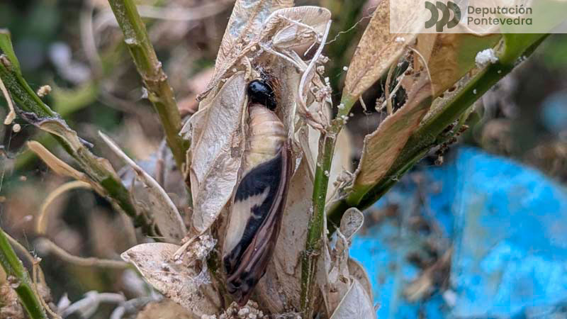 Xa se atopou a primeira crisalide Xa se atopou a primeira crisalide