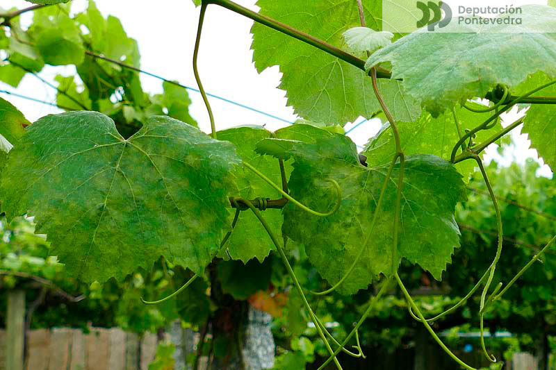 Abundantes manchas en follas de brote novo Abundantes manchas en follas de brote novo