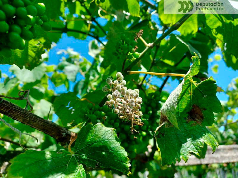 Acio rebusco afectado por mildio Acio rebusco afectado por mildio