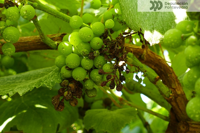 Acios afectados de larvado empezan a desecarse Acios afectados de larvado empezan a desecarse