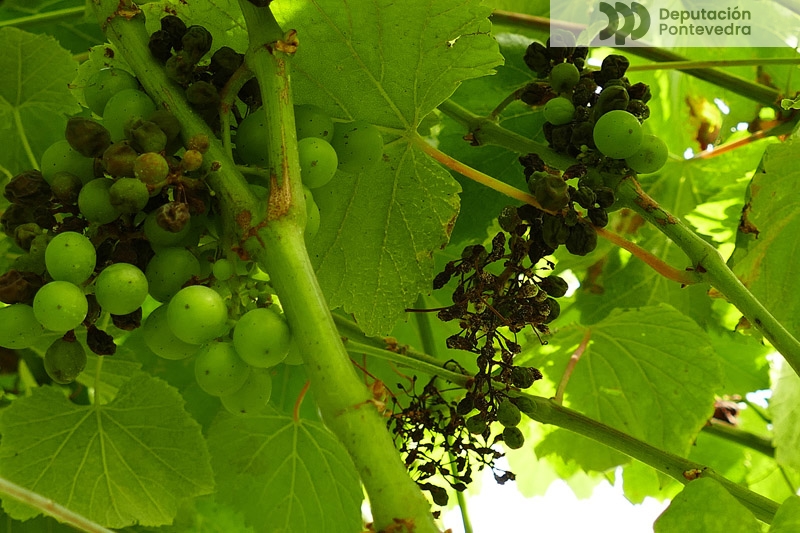 Acios afectados de larvado mais secos caen ao tocalos Acios afectados de larvado mais secos caen ao tocalos