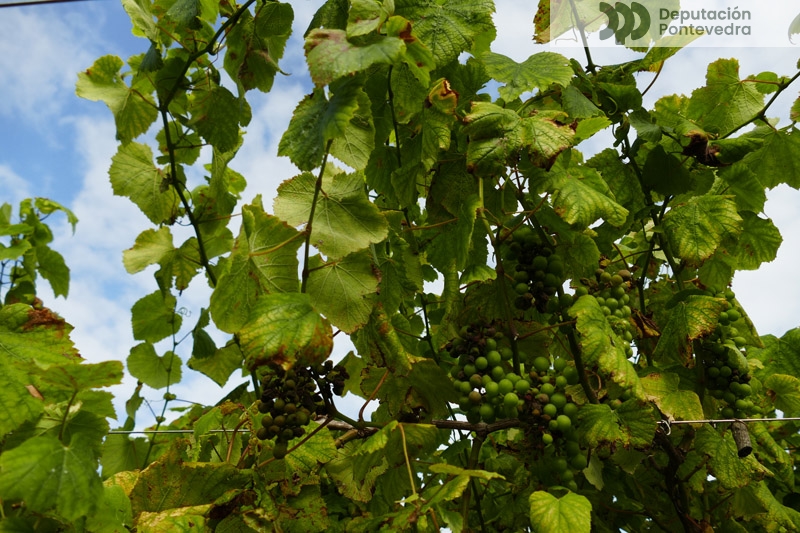 As viñas máis debilitadas máis larvado As viñas máis debilitadas máis larvado