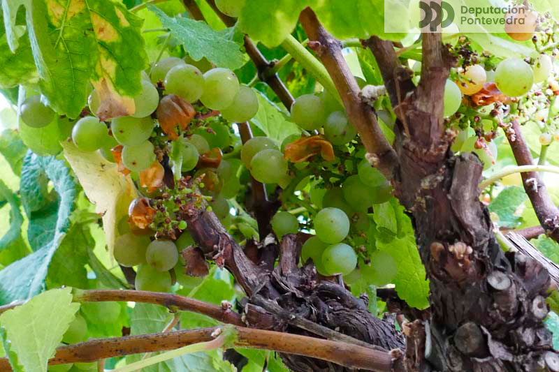 Danos por paxaros e por avespa asiática a uvas en maduración Danos por paxaros e por avespa asiática a uvas en maduración
