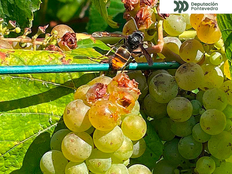 Empezan a ser visibles danos pola vespa asiática Empezan a ser visibles danos pola vespa asiática