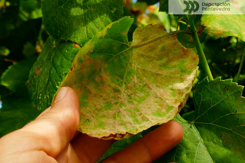 Frutificación mildio en folla nova Frutificación mildio en folla nova