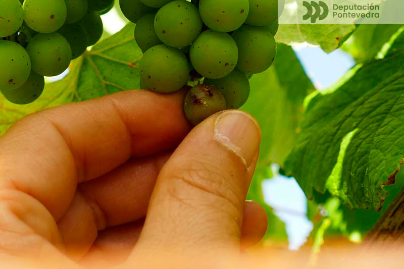 Gran afectado por eiruga Lobesia Gran afectado por eiruga Lobesia